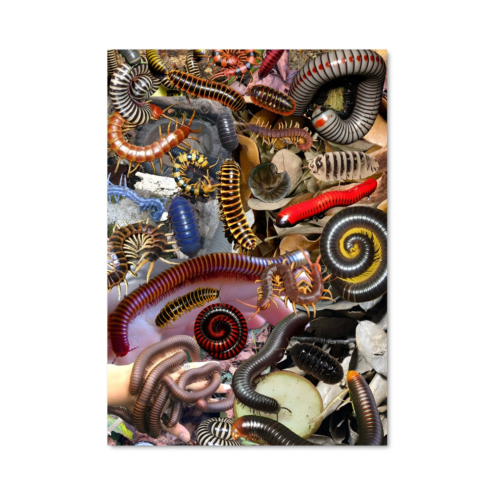 Poster Millipede 83974