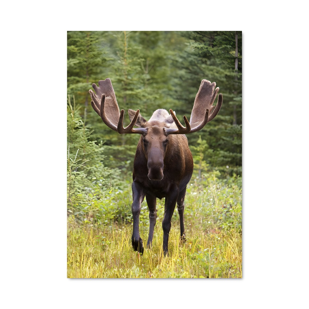 Poster Élan des Forêts canadiennes