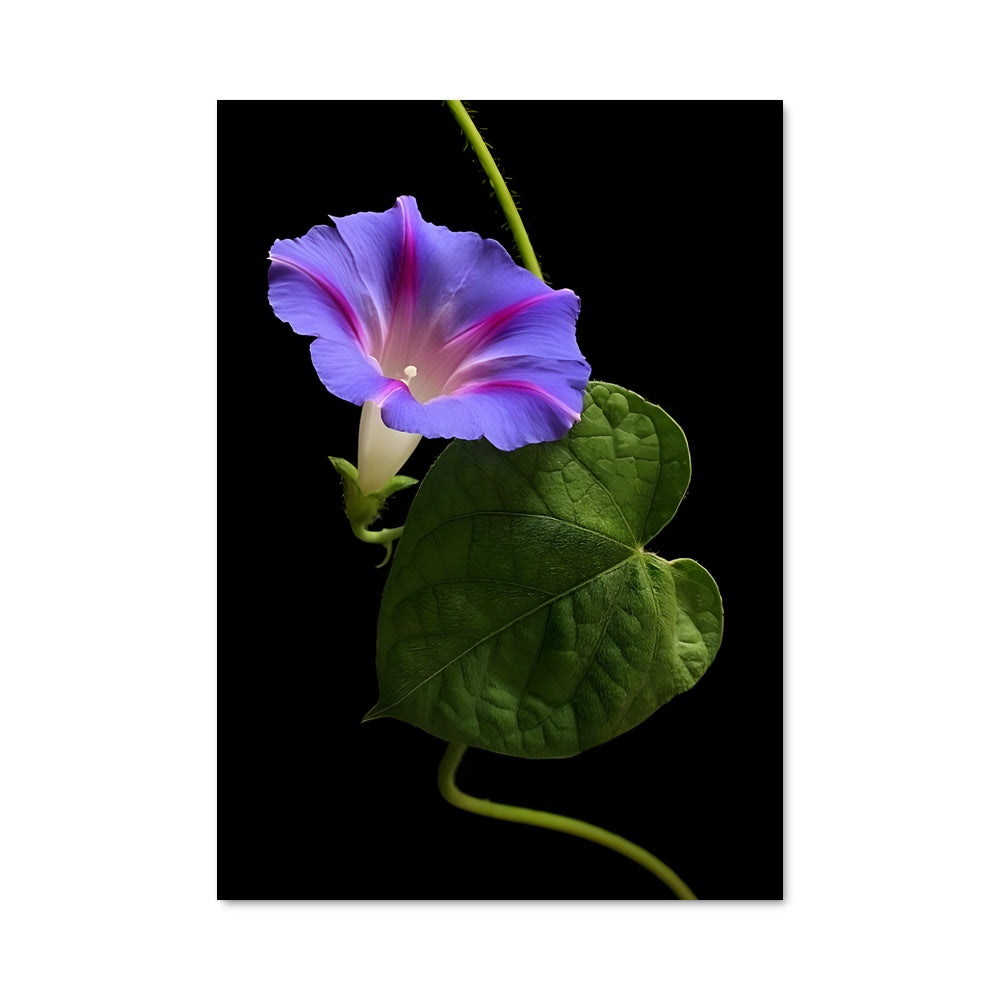 Poster Fleur Nocturne