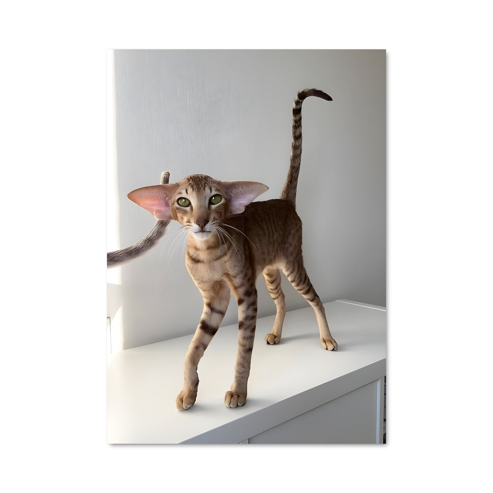 Poster Chat Oriental