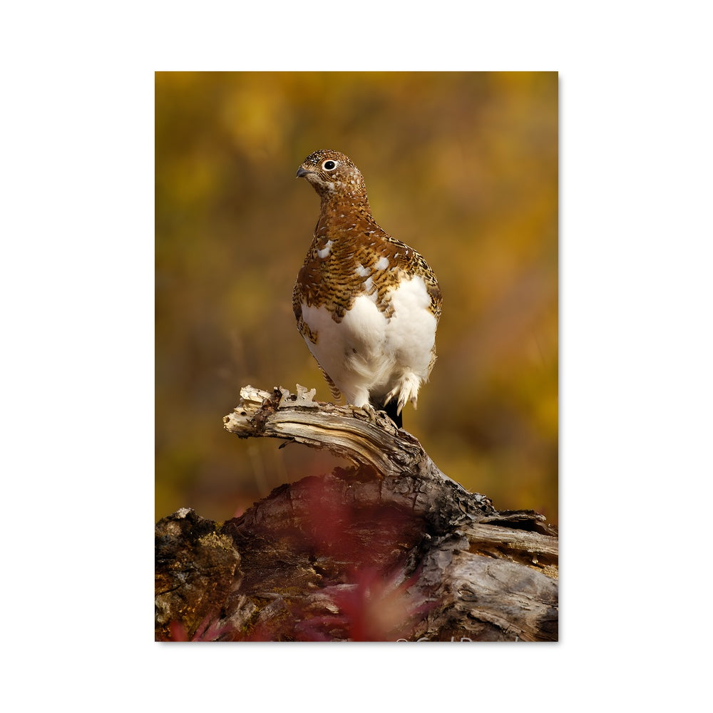 Poster L'Oiseau des Cimes