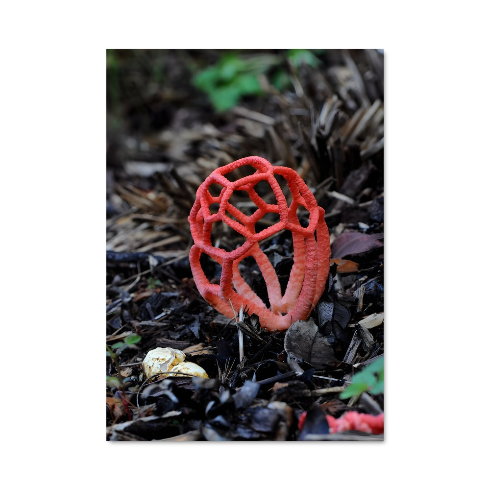 Poster Champignon Écarlate