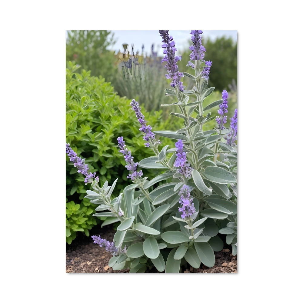 Poster Lavande Sage