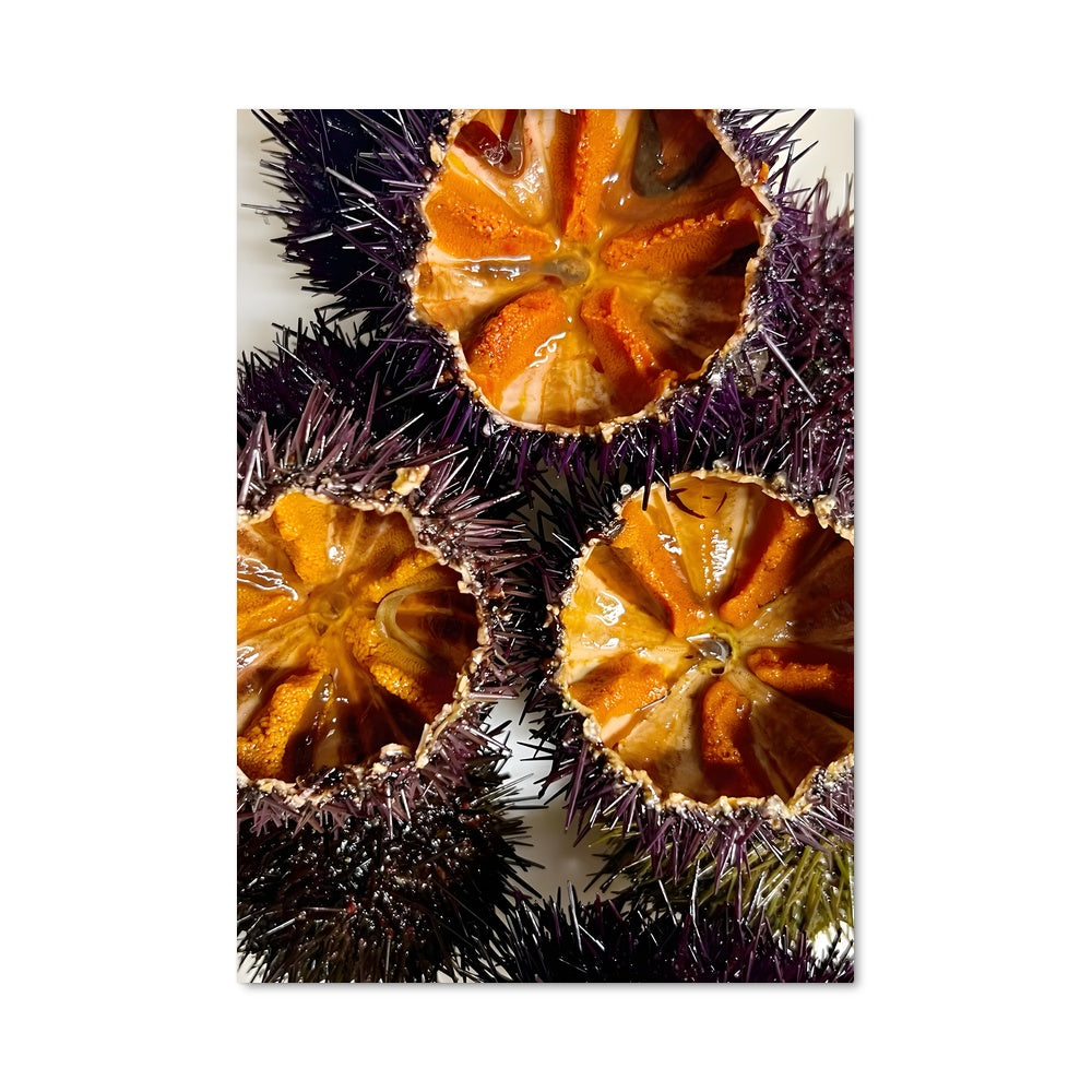 Poster Épines Maritimes