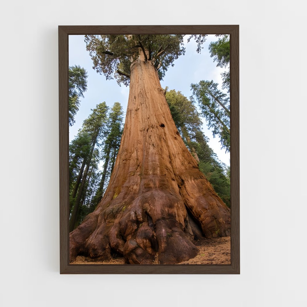 ap-sequoia-6 cadre Bois foncé