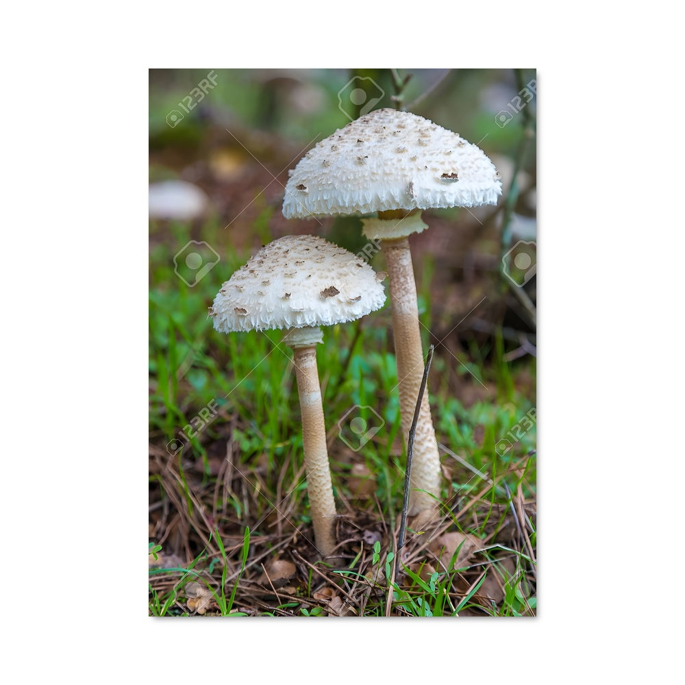 Poster Shaggy parasol 94302