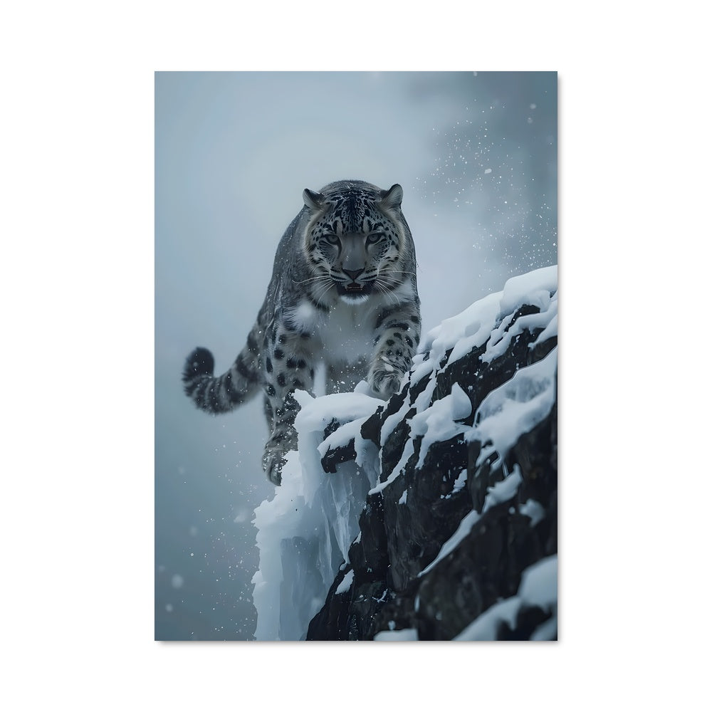 Poster Snow leopard 84375