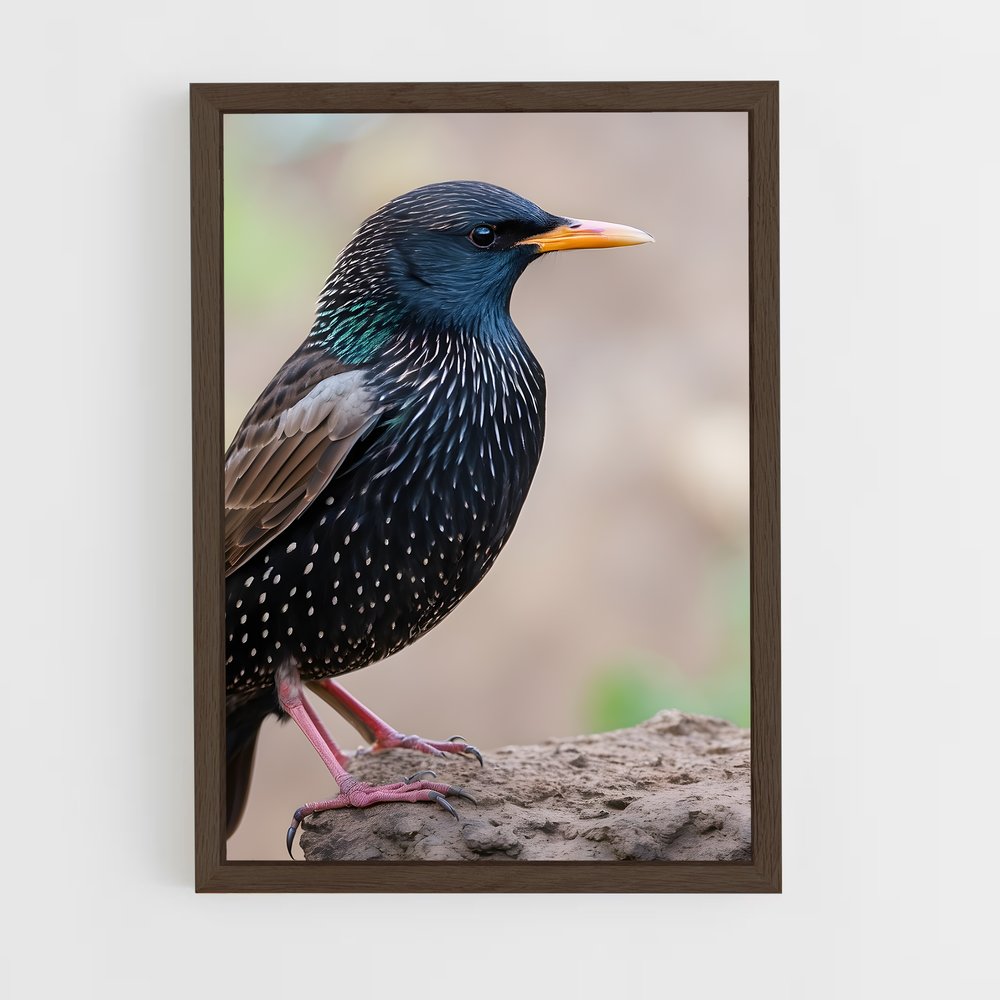 ap-starling-6 cadre Bois foncé
