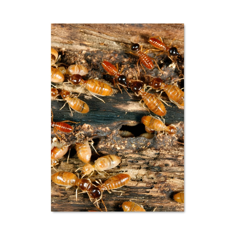 Poster La Troupe des Termites