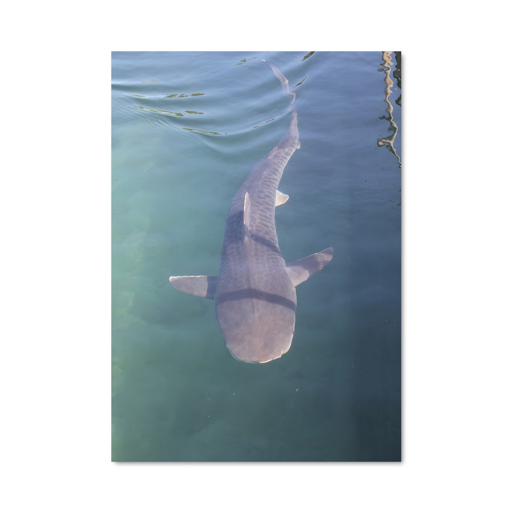 Poster Requin Tigre