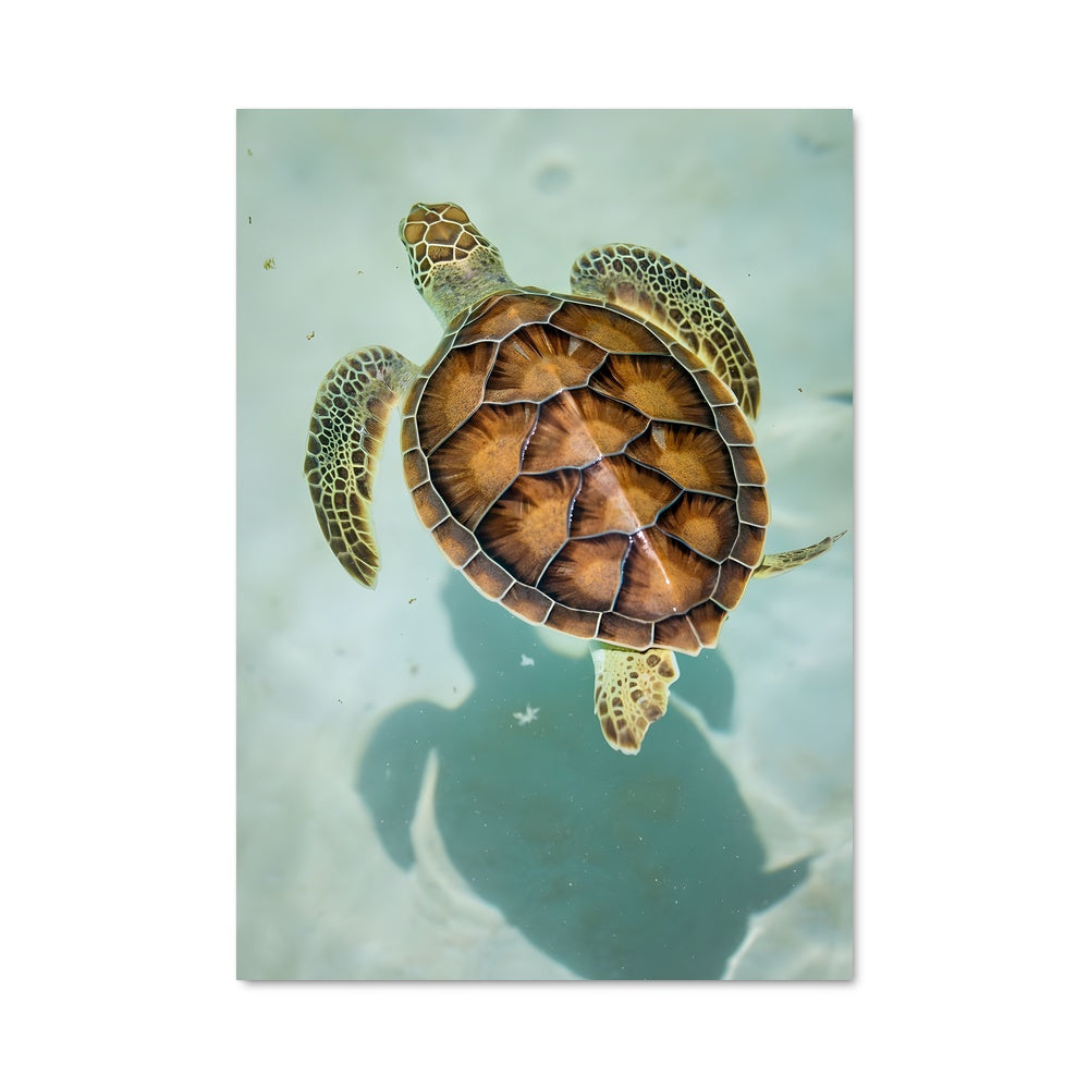 Poster Plongée Marine