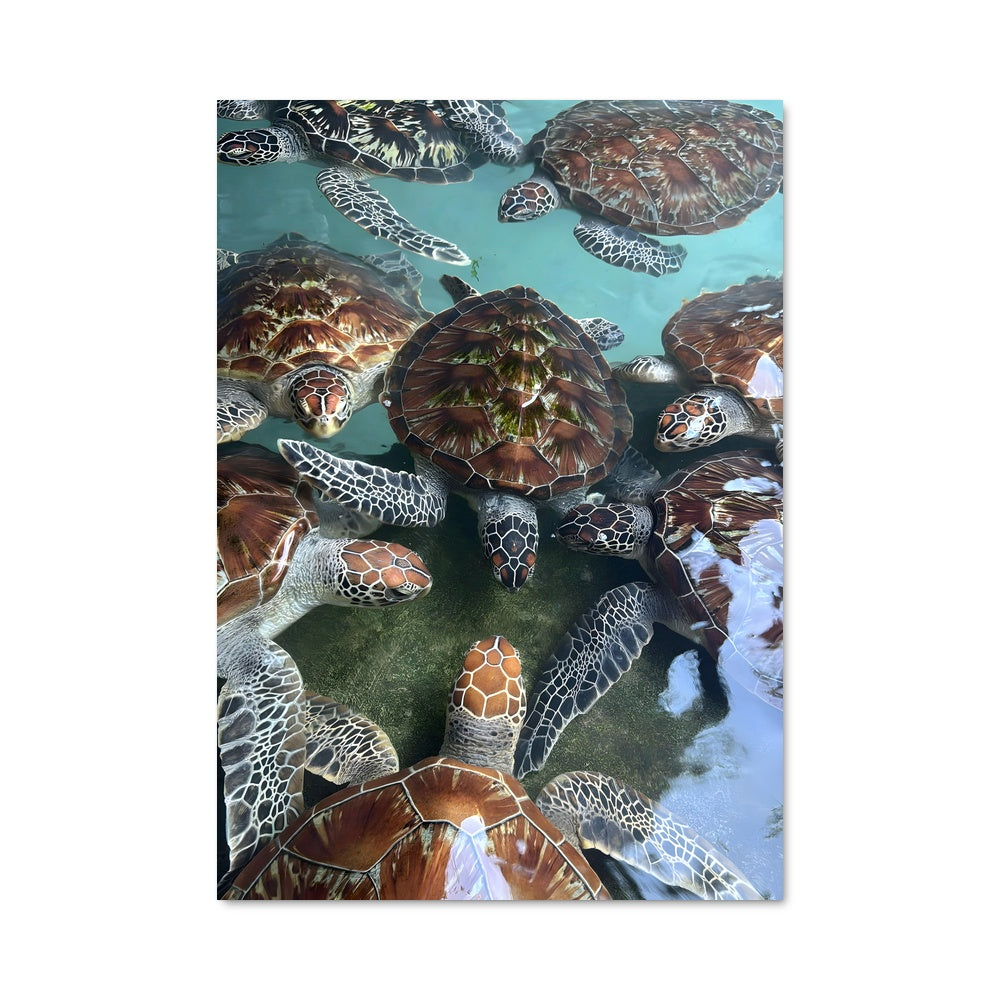 Poster Nageurs de Paix