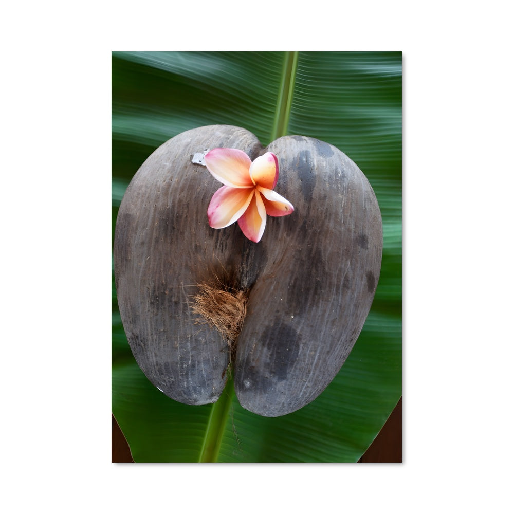 Poster Fleur de Banane