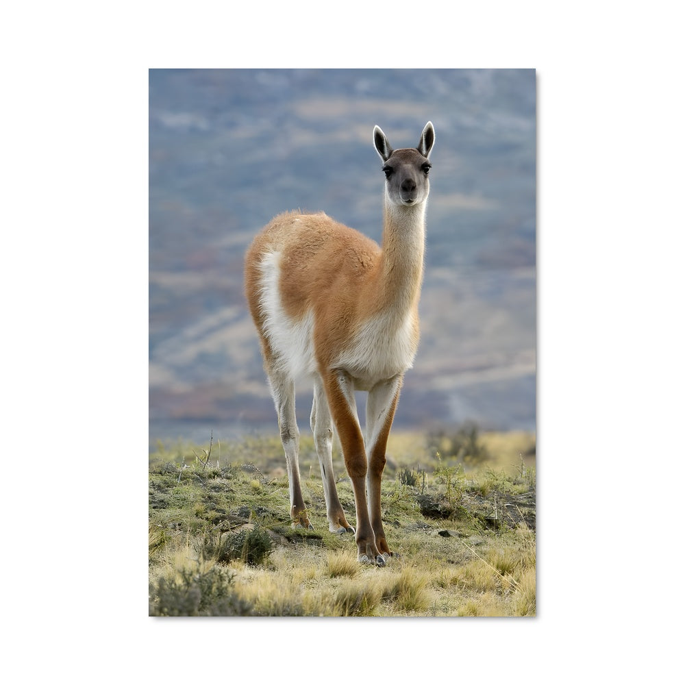 Poster Llamas en Fête