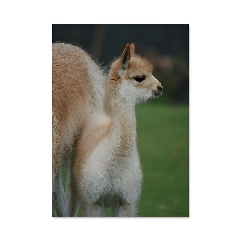 Poster Petit Vicuna