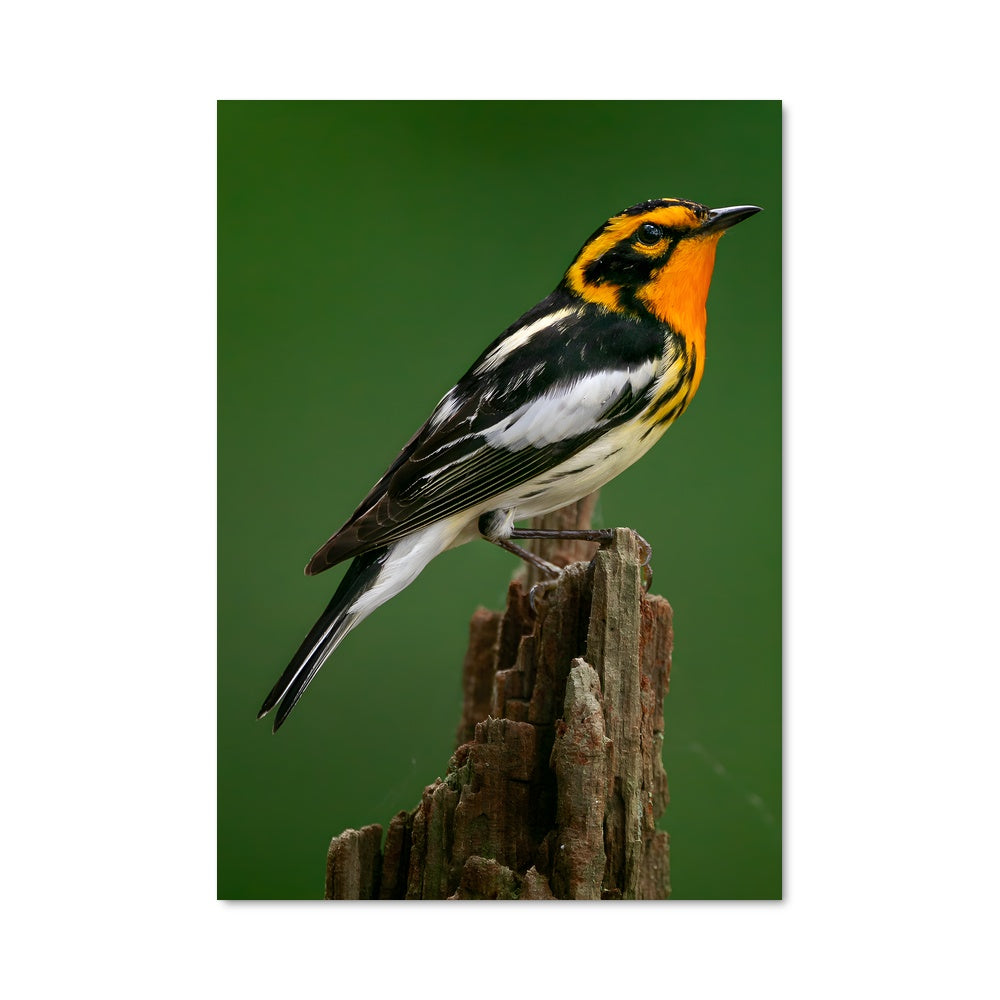 Poster Warbler 84544