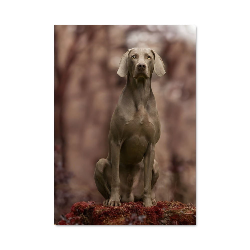 Poster Gardien des Bois