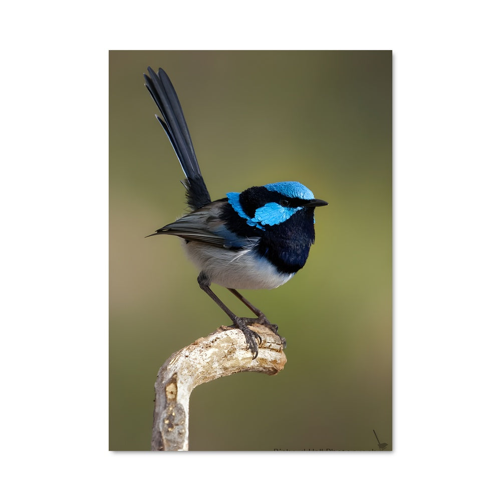 Poster Wren 84642