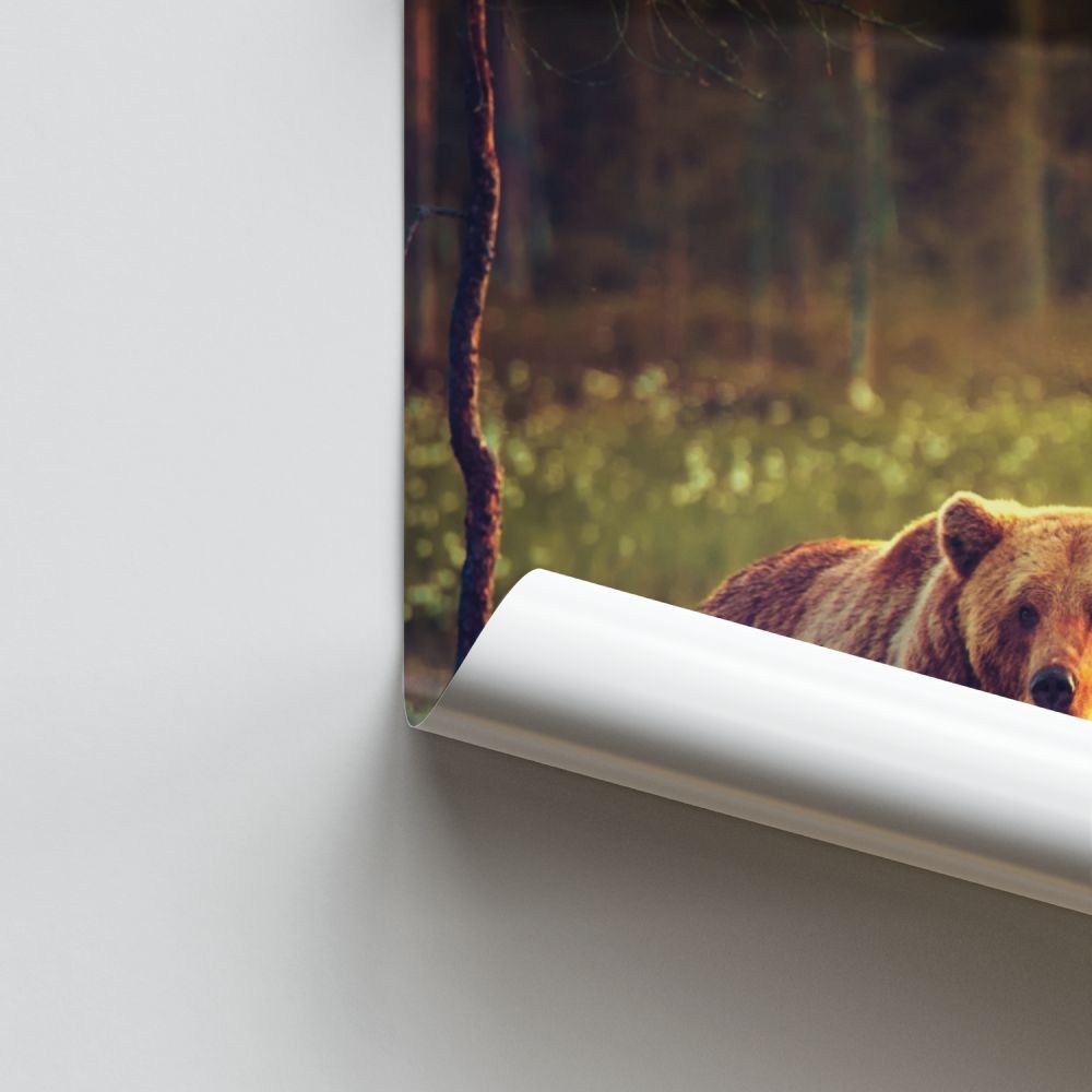 Poster di orso adulto