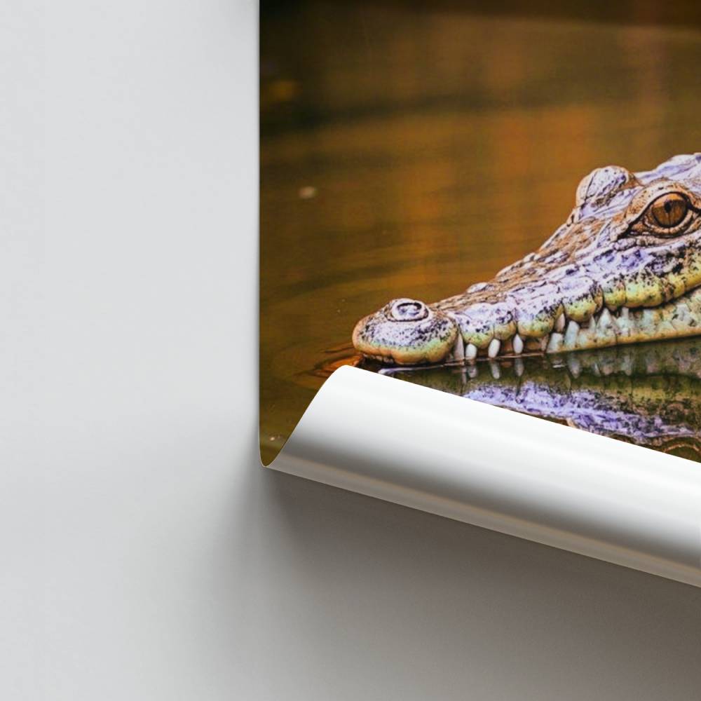 Poster Piccolo coccodrillo