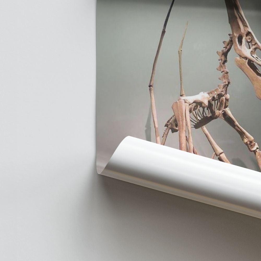 Poster Ptérodactile