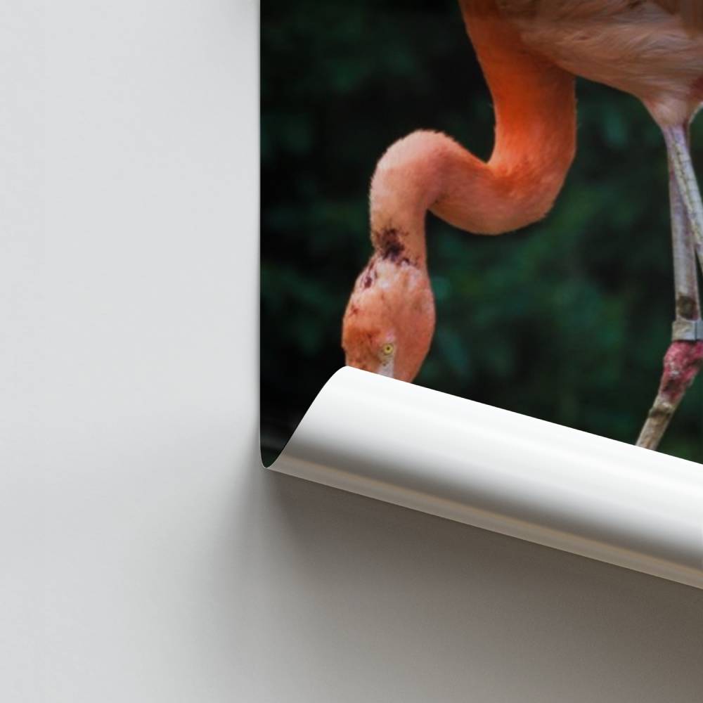 Poster Fenicottero e piccolo