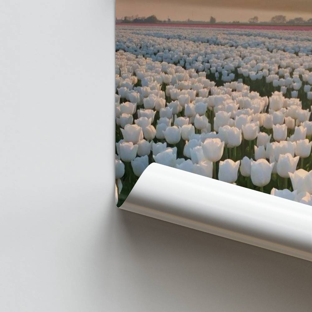 Poster Tulipani Orizzonte