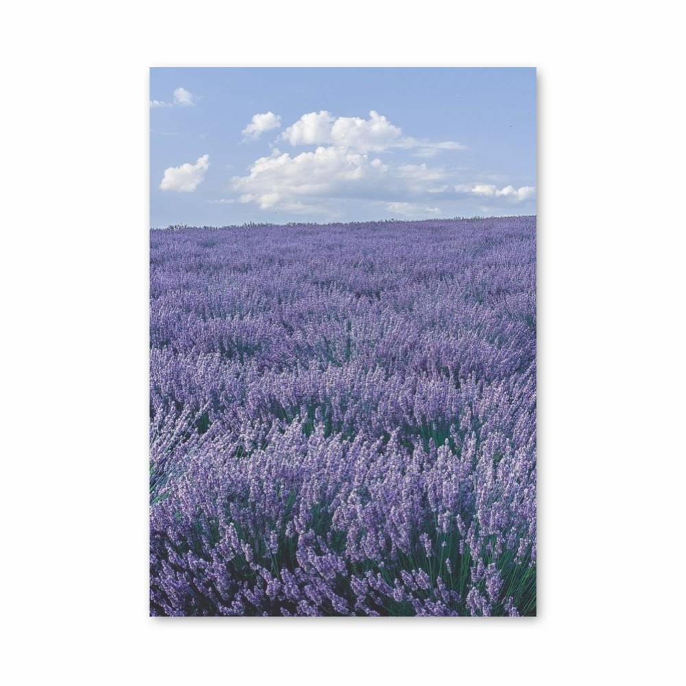 Poster Lavande Sérénité