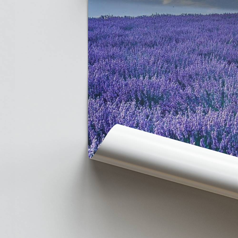 Poster di serenità di lavanda