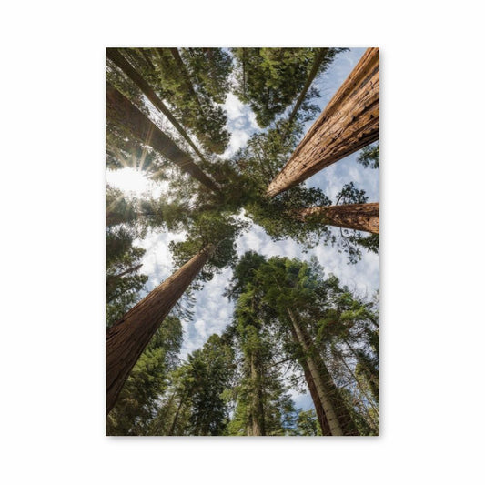 Poster Forêt Grands Arbres