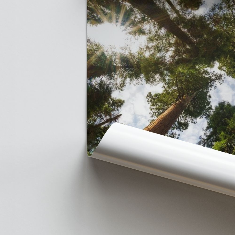 Poster Foresta di grandi alberi