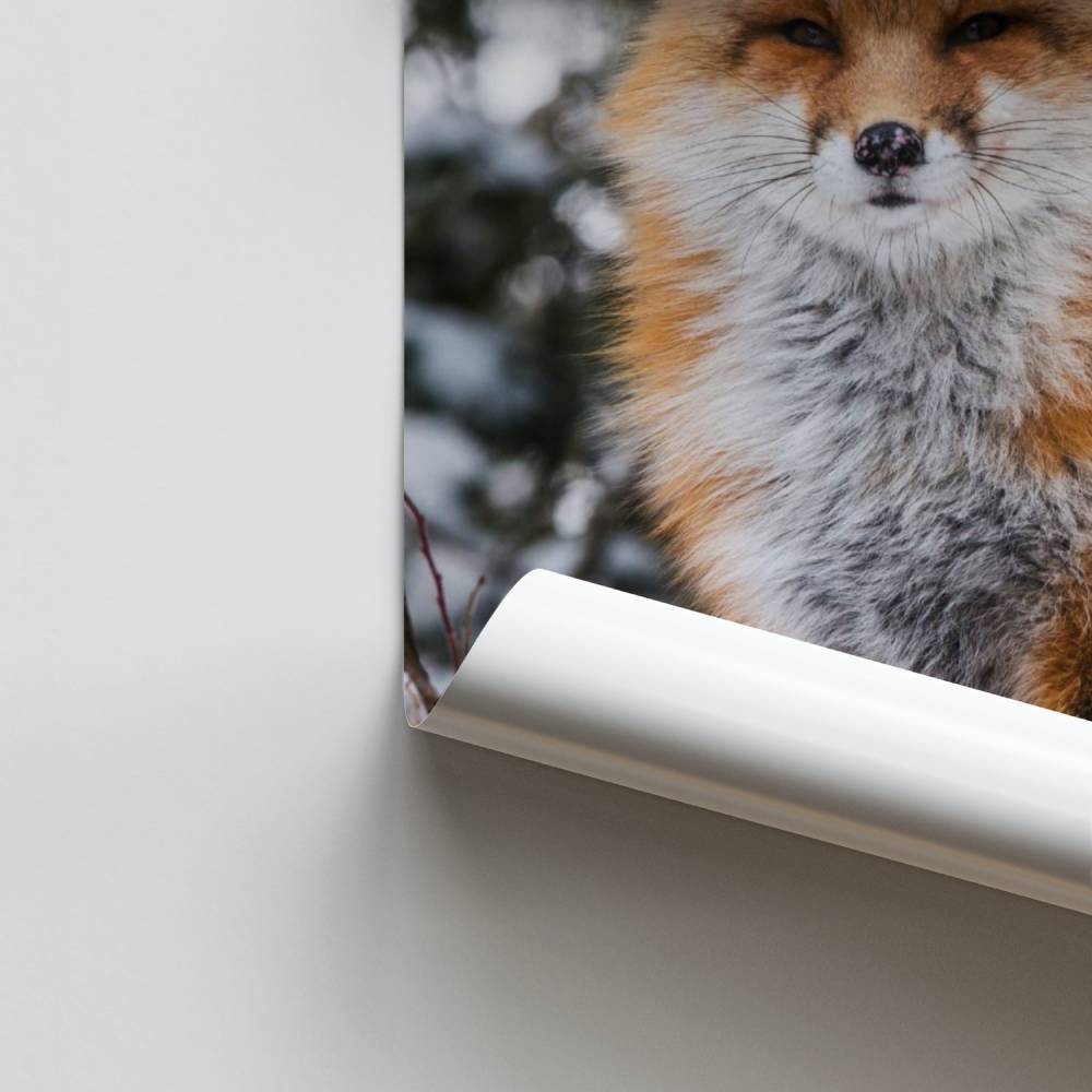 Manifesto della volpe delle nevi