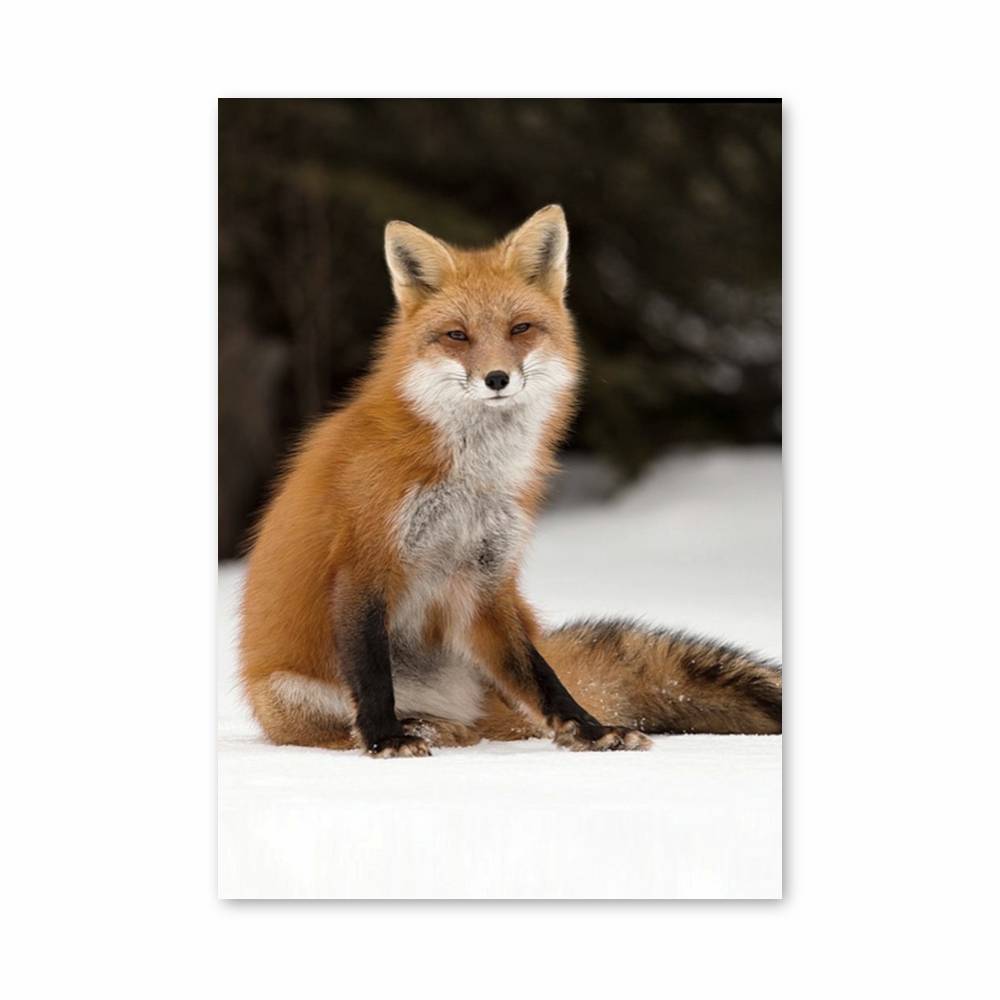 Poster Renard Enneigé