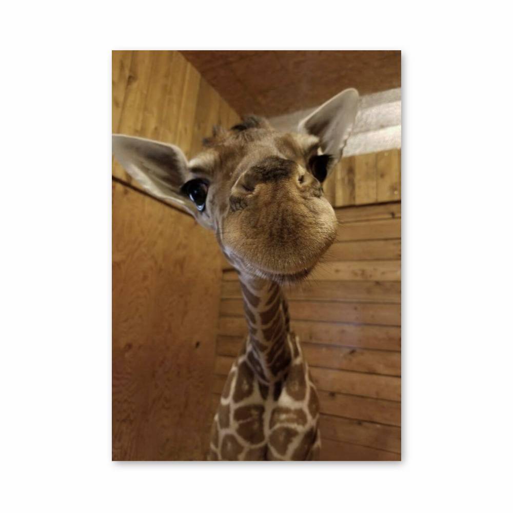 Poster Joie de Girafe