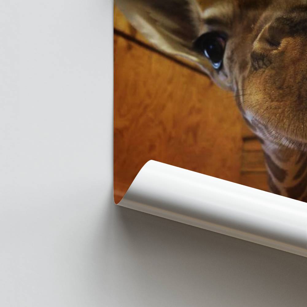 Poster di gioia della giraffa