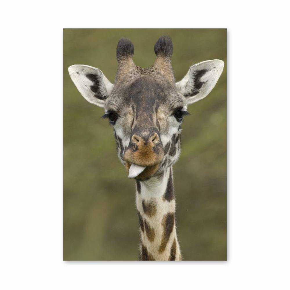 Poster Éclat de Girafe