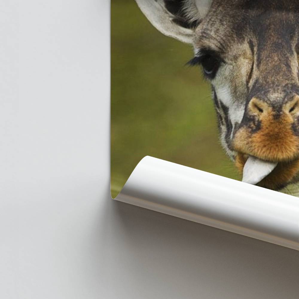 Poster di giraffa scoppiata