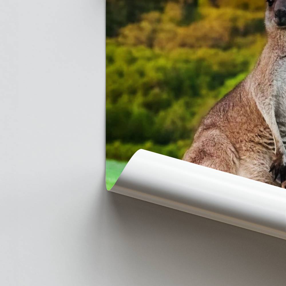 Poster Tendresse Kangourou