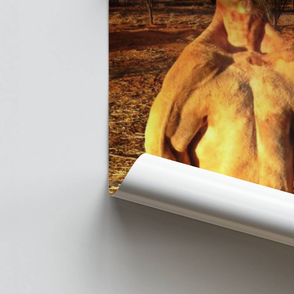 Poster feroce del canguro