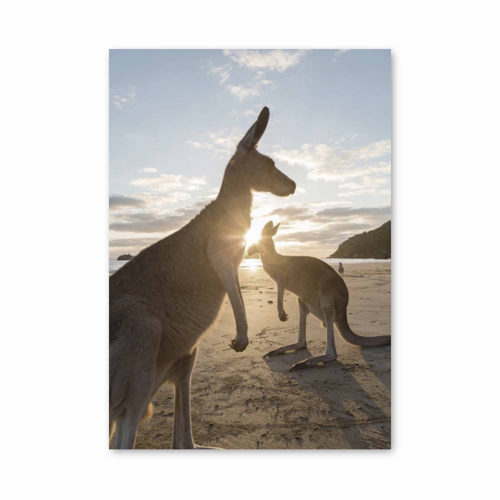 Poster Lever de Soleil avec Kangourous