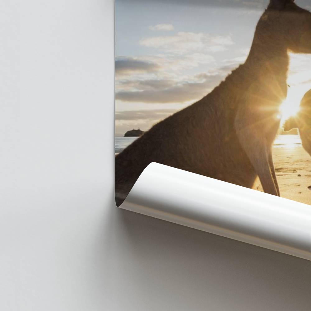 Poster Alba con canguri