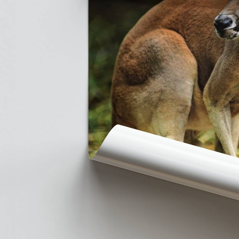 Poster La grazia del canguro