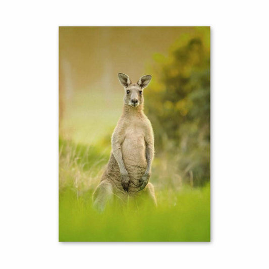 Poster Kangaroo Serenade