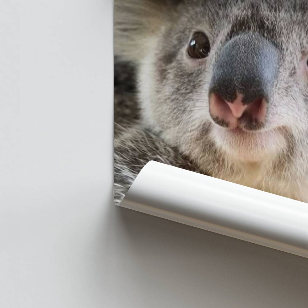 Poster del dolce koala