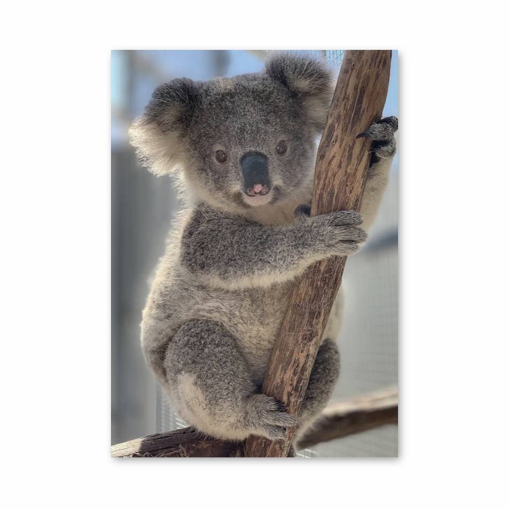 Poster Koala Douillet