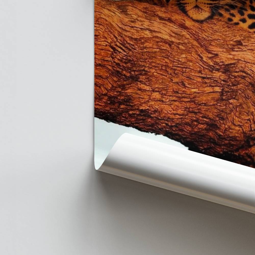 Poster di riposo leopardo