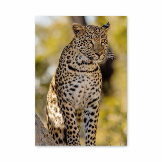 Poster Éclat du Léopard