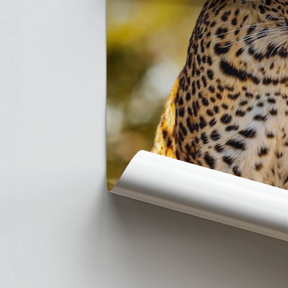 Poster di lucentezza del leopardo