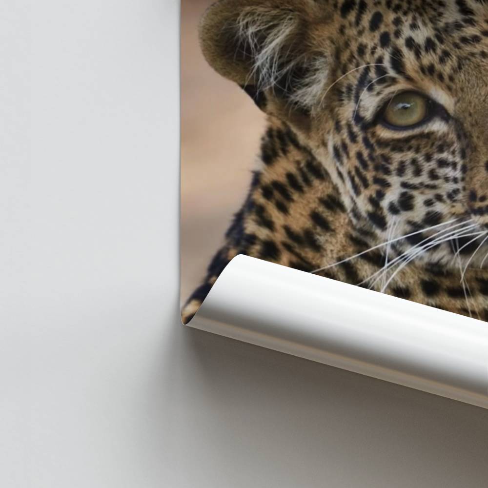 Poster di scoppio di leopardo