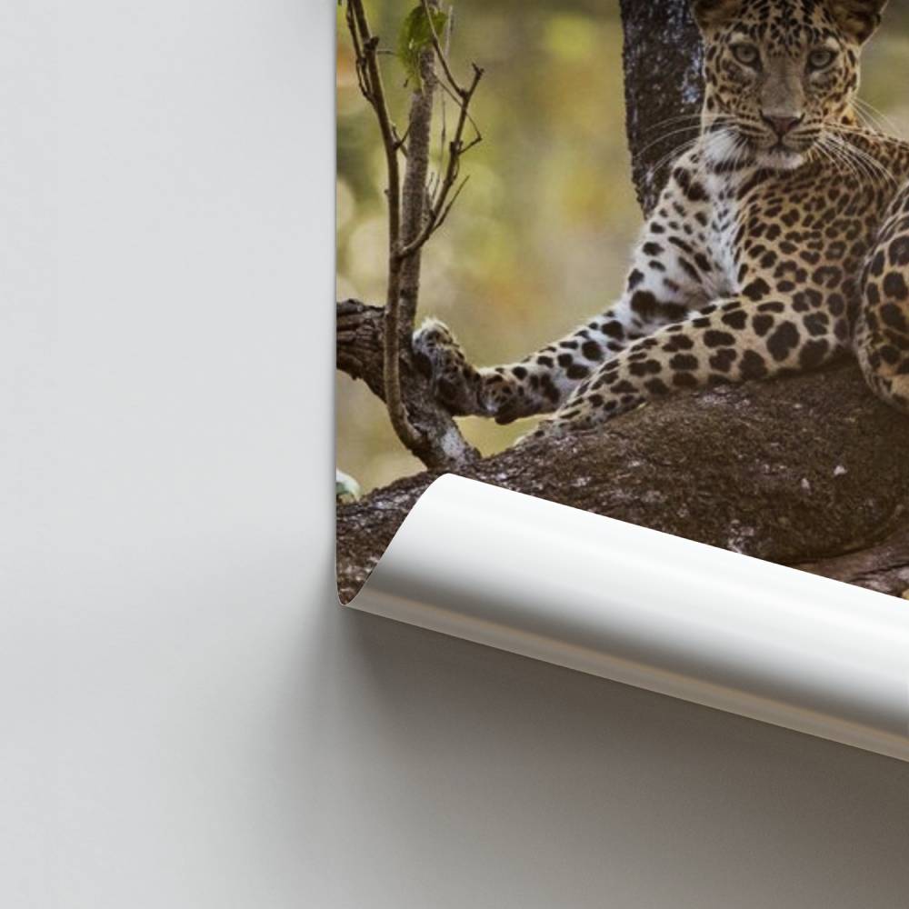 Poster dell'equilibrio del leopardo